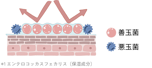 ＊1 エンテロコッカスフェカリス（保湿成分）